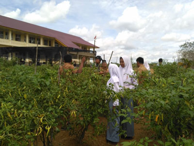Babinsa Koramil  02/KT Kopda Parman Edi Lakukan Giat Pemantauan Hama Cabai Rawit Di SMKN 1 Sentajo R